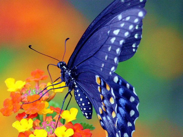Все о бабочках в Биробиджане | ЗооТом портал о животных