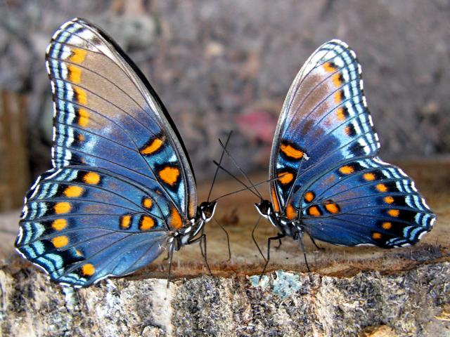 Все о бабочках в Биробиджане | ЗооТом портал о животных