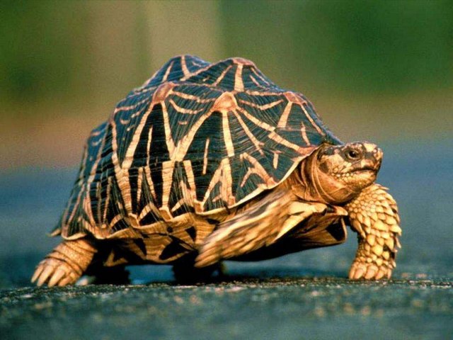 Все о черепахах в Биробиджане | ЗооТом портал о животных