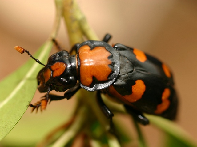 Все о жуках в Биробиджане | ЗооТом портал о животных