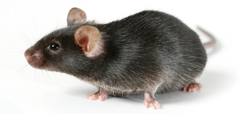 Все о крысах в Биробиджане | ЗооТом портал о животных