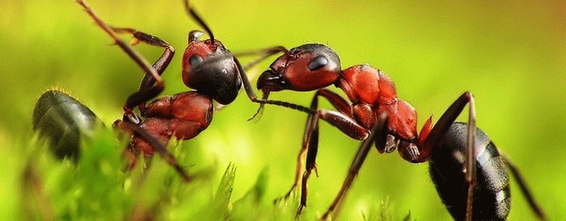 Все о муравьях в Биробиджане | ЗооТом портал о животных