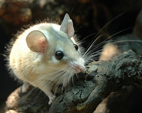 Все о мышах в Биробиджане | ЗооТом - продажа, вязка и услуги для животных в Биробиджане