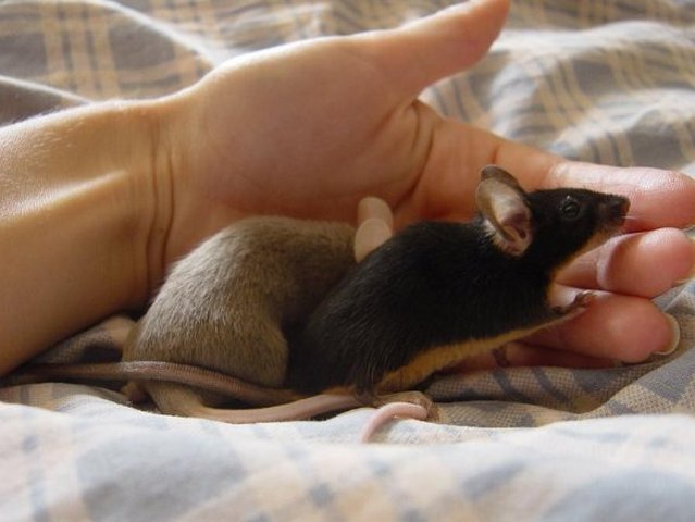 Все о мышах в Биробиджане | ЗооТом - продажа, вязка и услуги для животных в Биробиджане