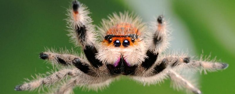 Все о пауках в Биробиджане | ЗооТом портал о животных