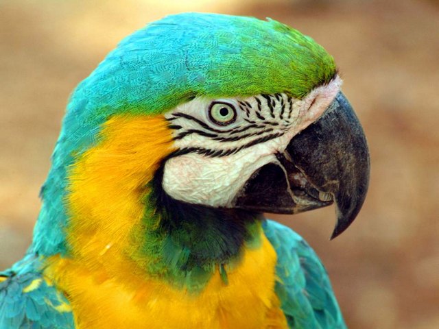 Все о попугаях в Биробиджане | ЗооТом портал о животных