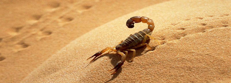 Все о скорпионах в Биробиджане | ЗооТом портал о животных