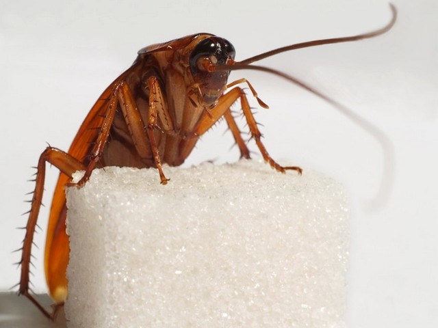 Все о тараканах в Биробиджане | ЗооТом портал о животных