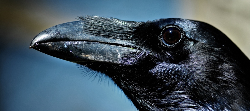 Все о воронах в Биробиджане | ЗооТом портал о животных