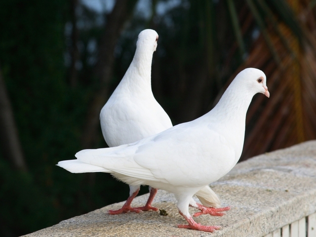 Все о голубях | ЗооТом - продажа, вязка и услуги для животных в Биробиджане