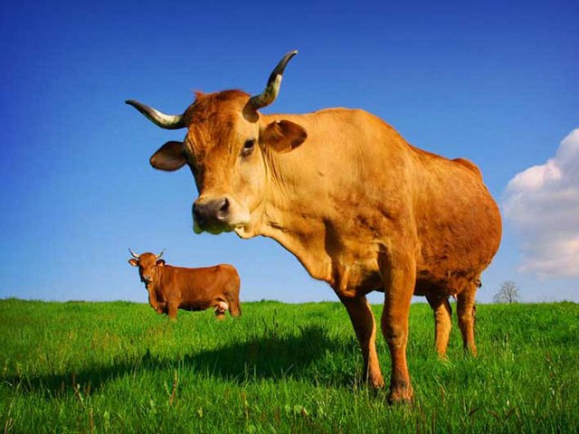 Все о коровах в Биробиджане | ЗооТом портал о животных