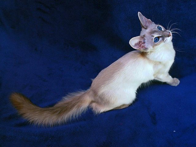 Выведенные породы кошек в Биробиджане | ЗооТом портал о животных