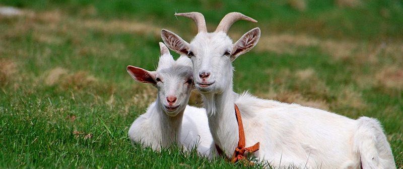 Все о козах в Биробиджане | ЗооТом портал о животных