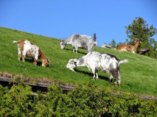 Все о козах в Биробиджане | ЗооТом портал о животных