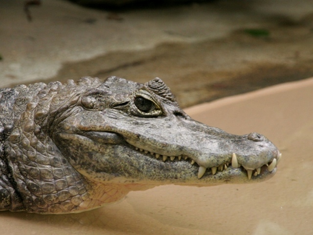 Все о крокодилах в Биробиджане | ЗооТом портал о животных