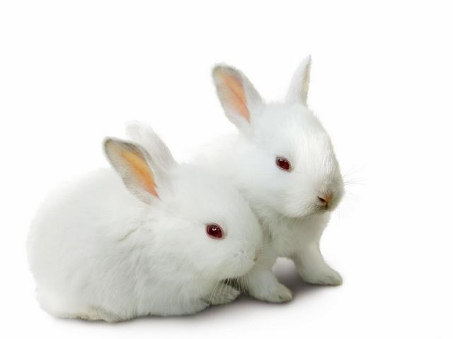 Все о кроликах в Биробиджане | ЗооТом портал о животных