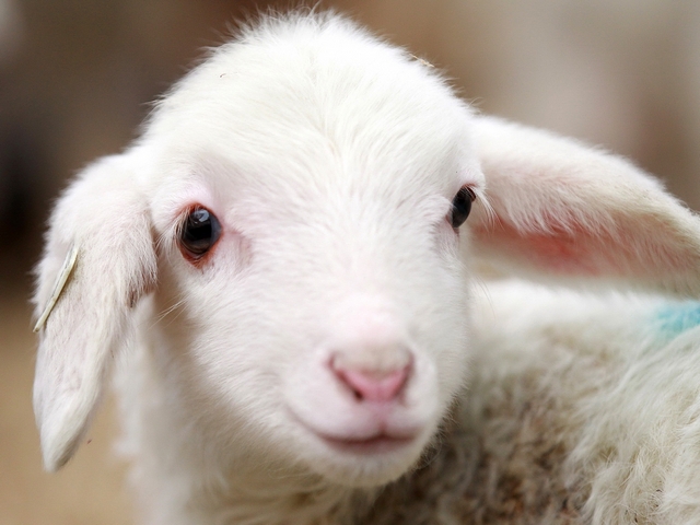 Овцы и бараны в Биробиджане | ЗооТом портал о животных