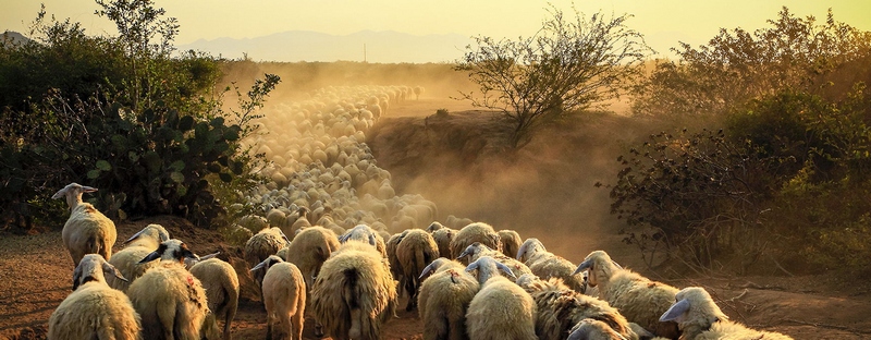 Все об овцах в Биробиджане | ЗооТом портал о животных