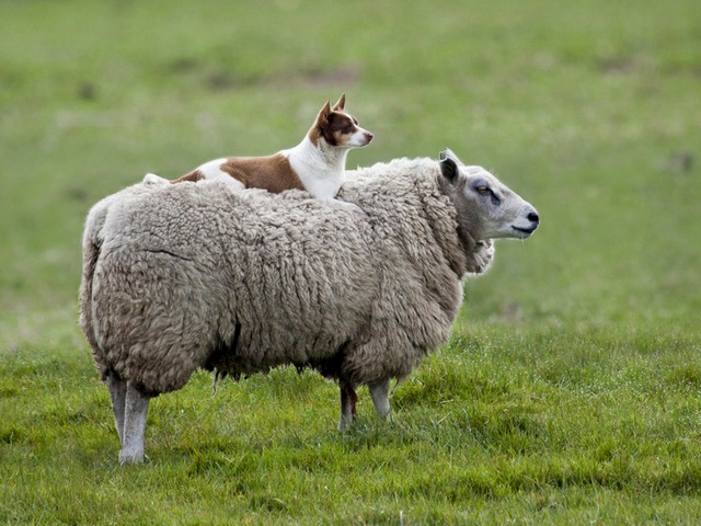 Все об овцах в Биробиджане | ЗооТом портал о животных