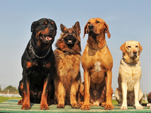 Крупные породы собак в Биробиджане | ЗооТом портал о животных