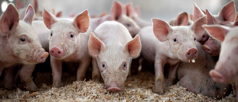 Все о свиньях в Биробиджане | ЗооТом портал о животных