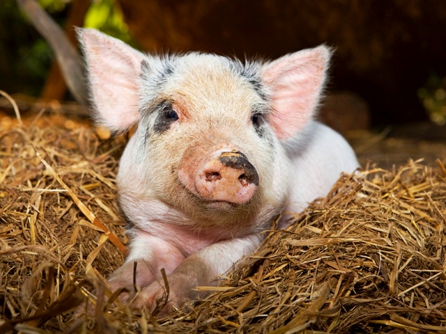 Все о свиньях в Биробиджане | ЗооТом портал о животных