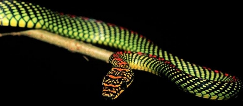 Все о змеях в Биробиджане | ЗооТом портал о животных